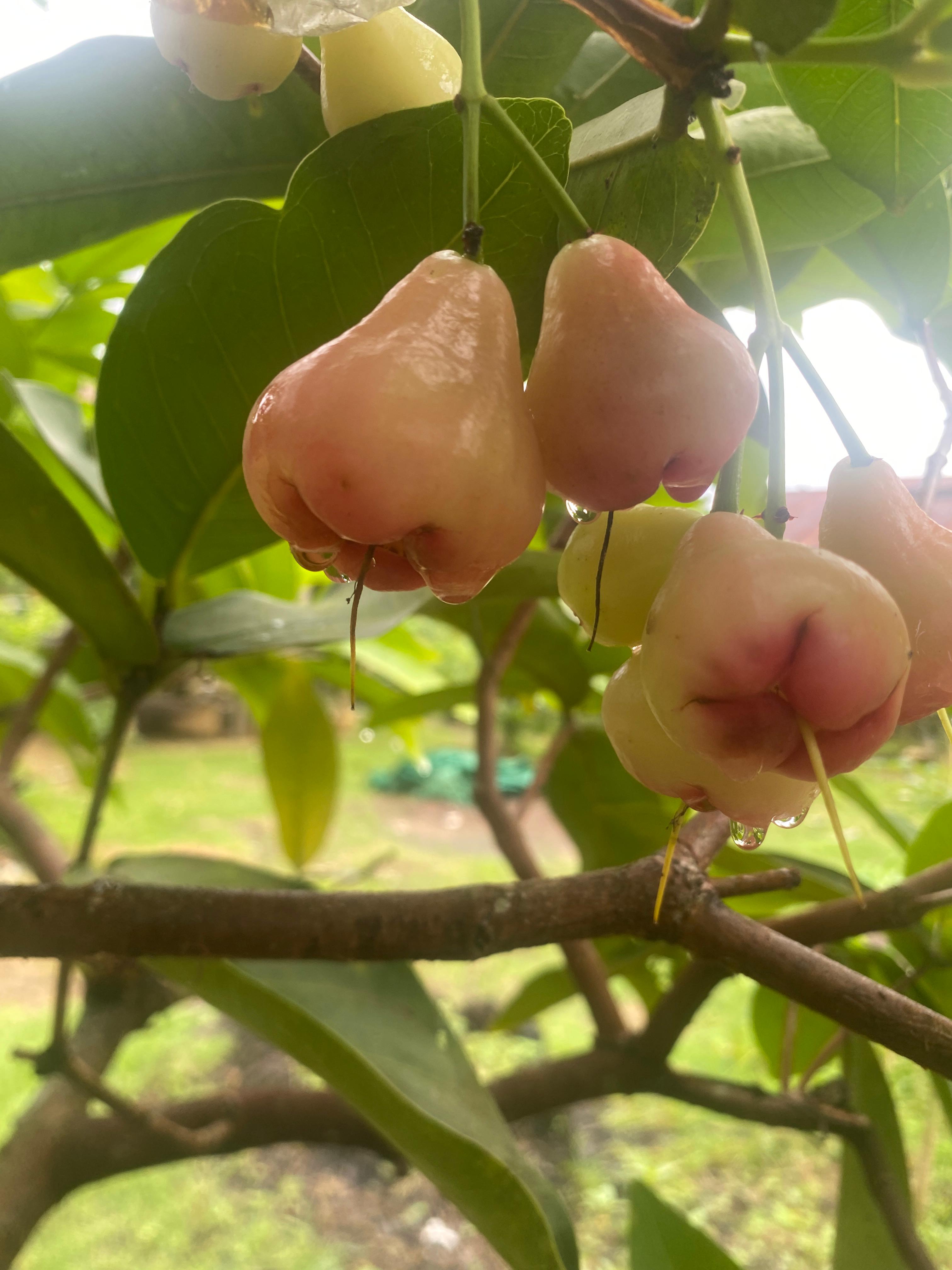 Pohon Jambu Siap Tanam