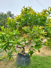 Pohon Jambu Siap Tanam